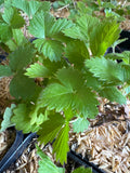 Woodland Strawberry (Fragaria Vesca)