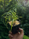 Wood Reed Grass (Cinna Arundinacea)