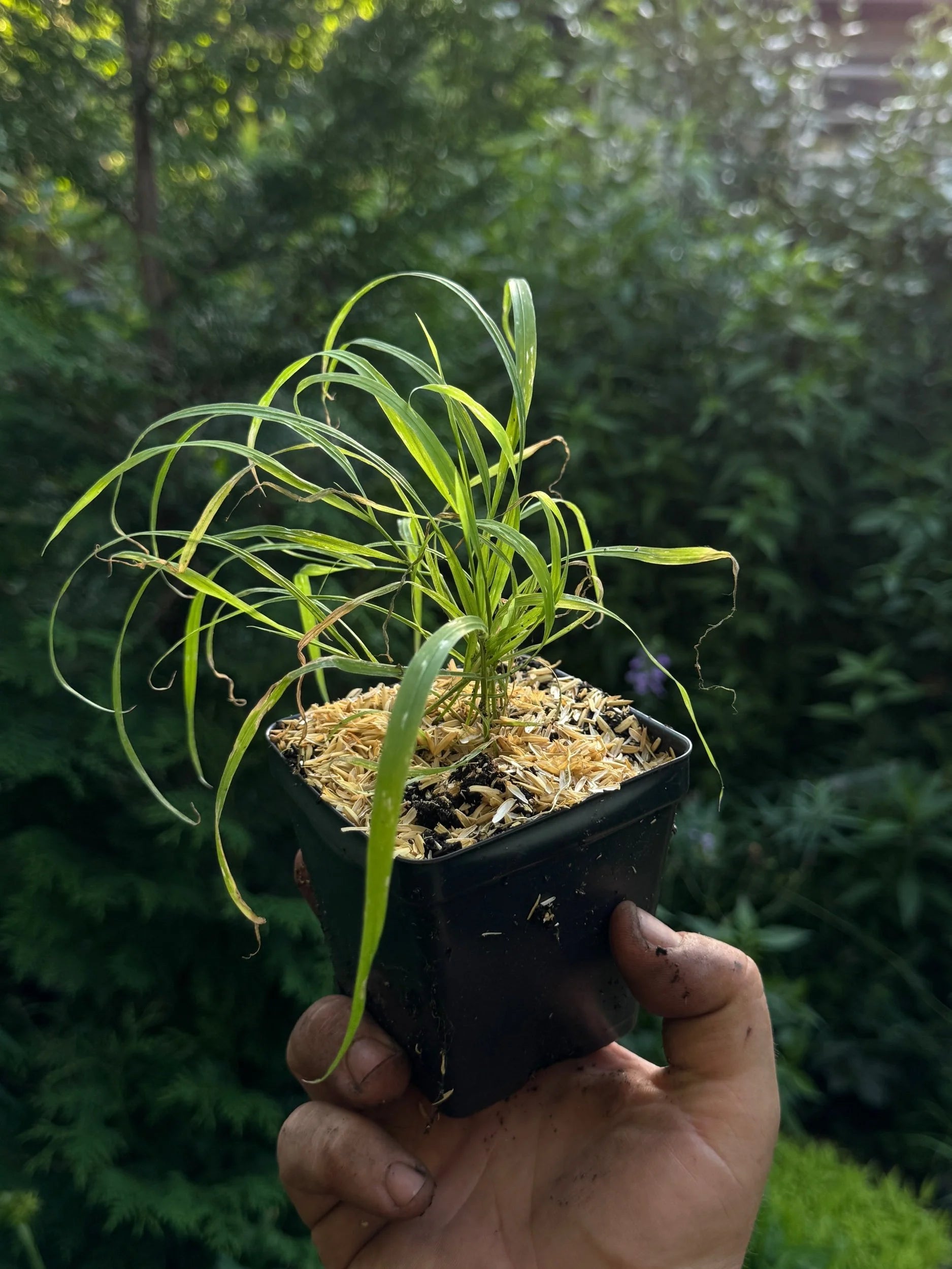 Wood Reed Grass (Cinna Arundinacea)
