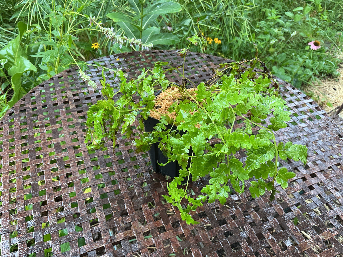 Cinnamon Fern (Osmundastrum cinnamomeum)