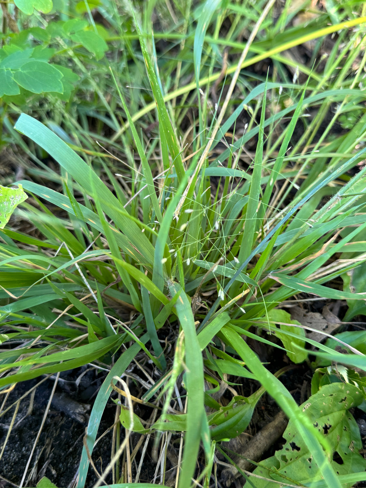 Purple Lovegrass (Eragrostis spectabilis)