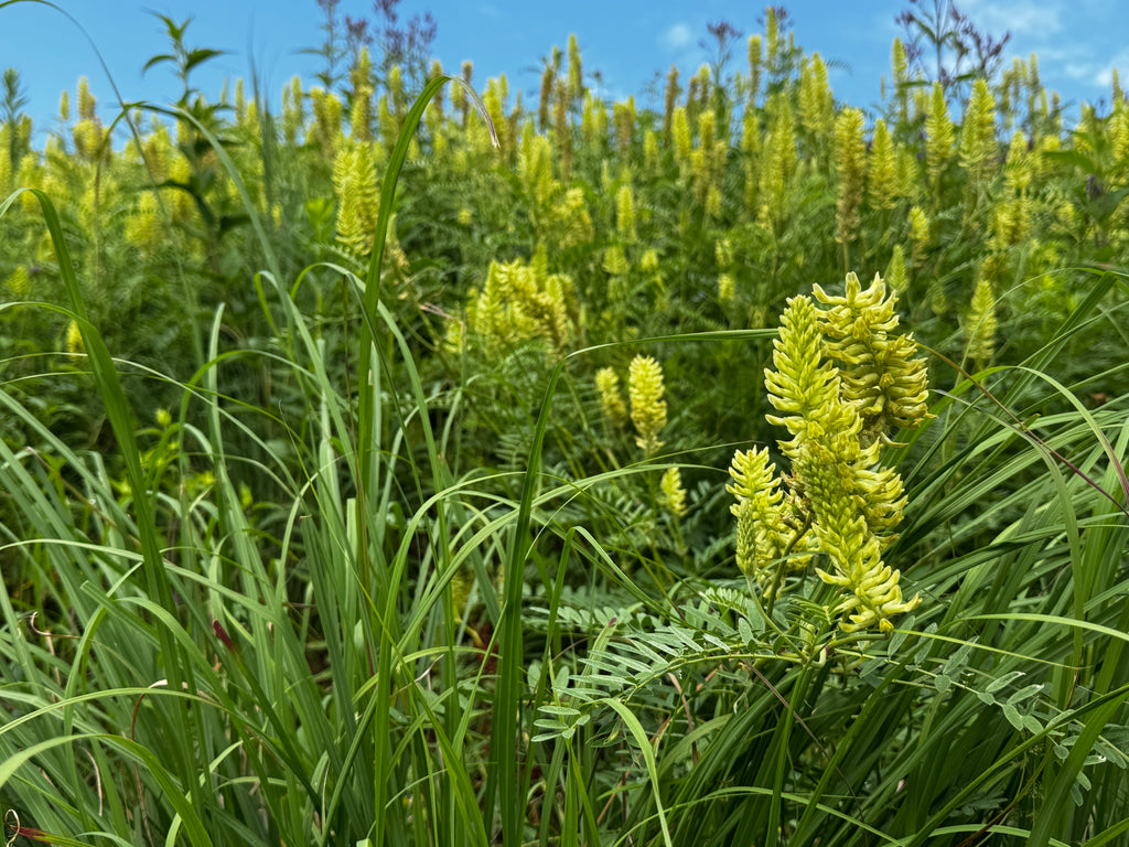 Canada Milkvetch (Astragalus canadensis)