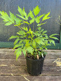 White Baneberry (Actaea Pachypoda)