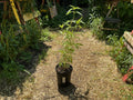 Sawtooth Sunflower (Helianthus Grosseserratus)