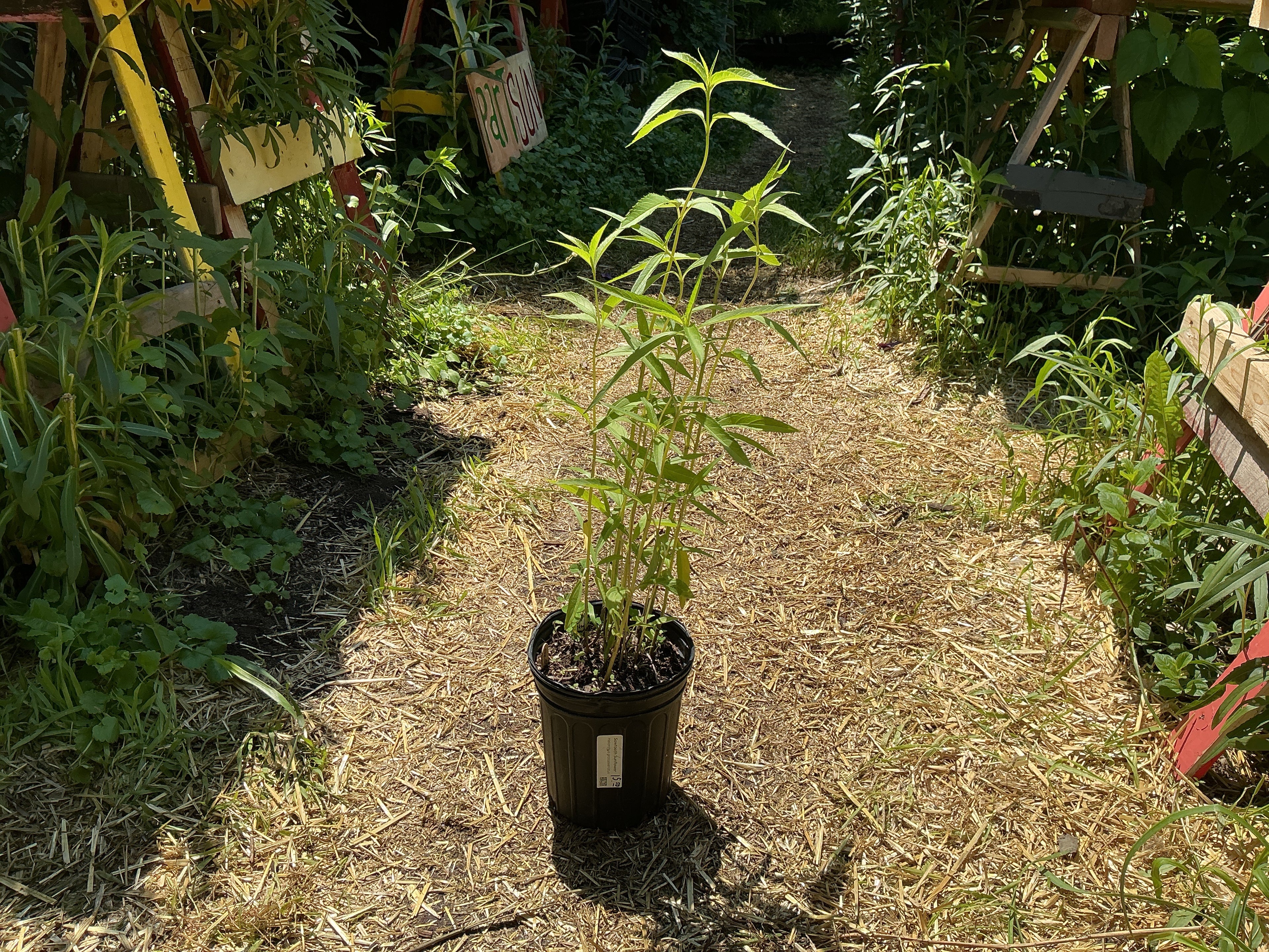 Sawtooth Sunflower (Helianthus Grosseserratus)