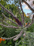 Lead Plant (Amorpha canescens)