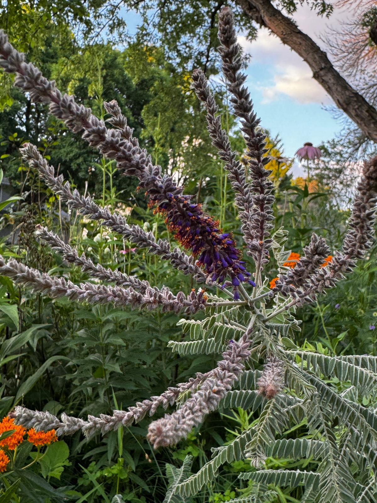 Lead Plant (Amorpha canescens)
