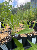 Tennessee Coneflower (Echinacea Tennesseensis)