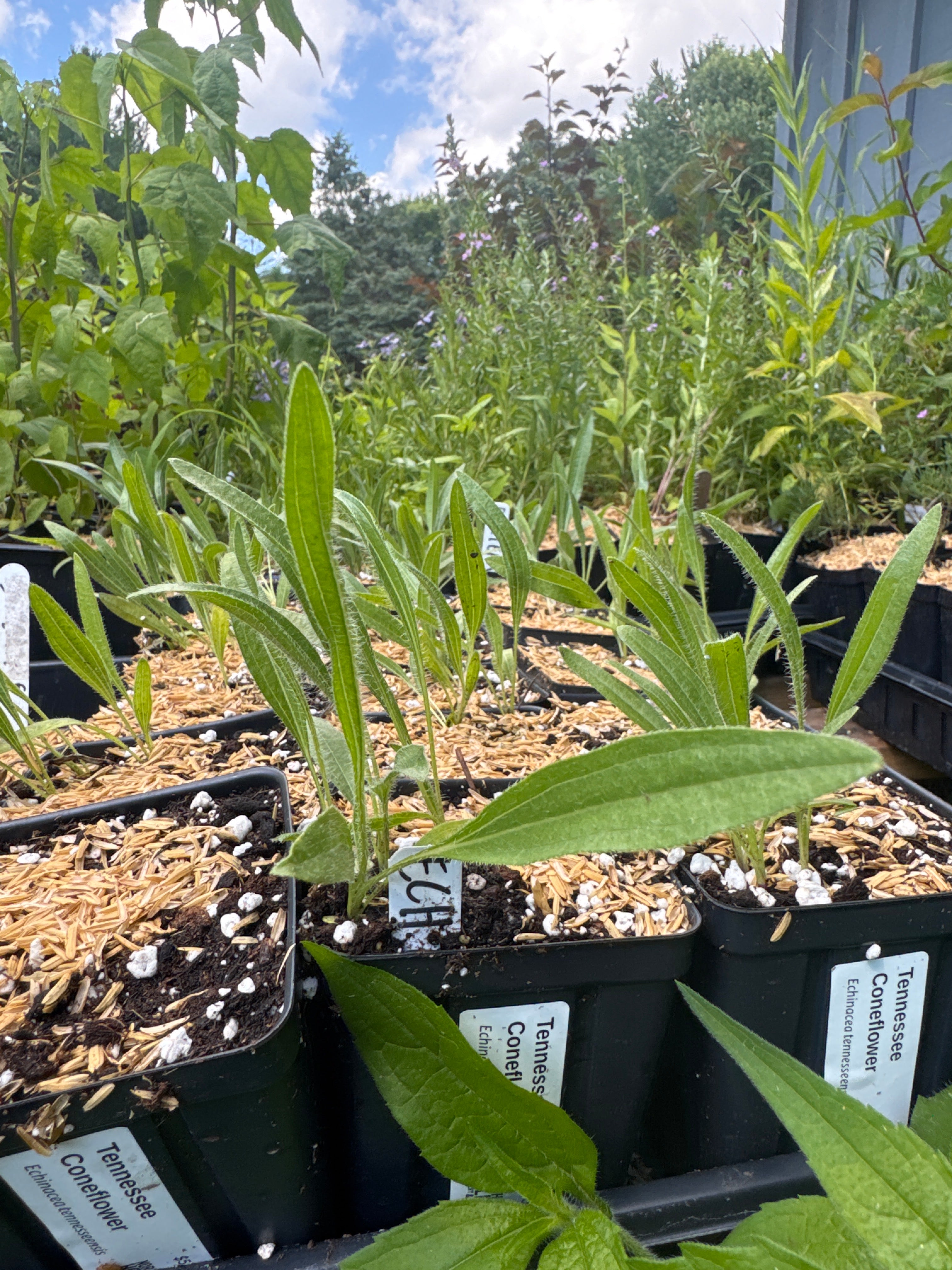 Tennessee Coneflower (Echinacea Tennesseensis)