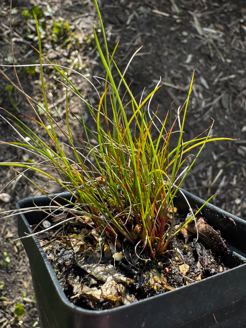 Greene's Rush (Juncus Greenei)