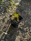 Greene's Rush (Juncus Greenei)