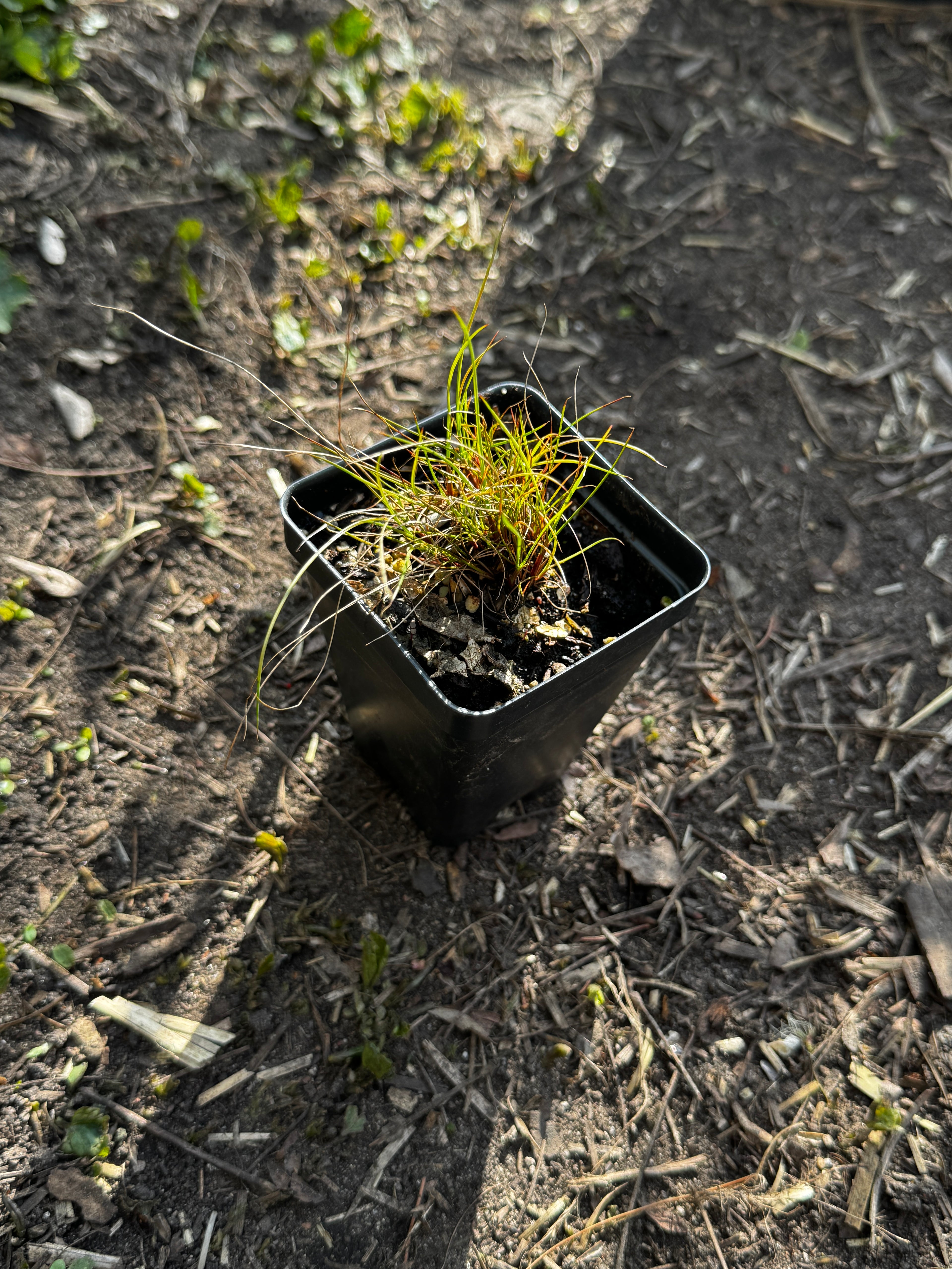 Greene's Rush (Juncus Greenei)