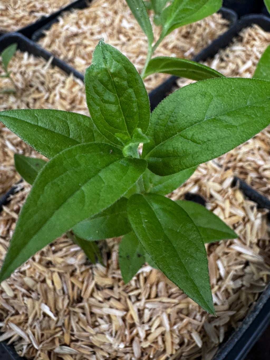 Flat-topped Aster (Doellingeria Umbellata)
