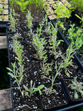 Sweet Everlasting (Pseudognaphalium Obtusifolium)
