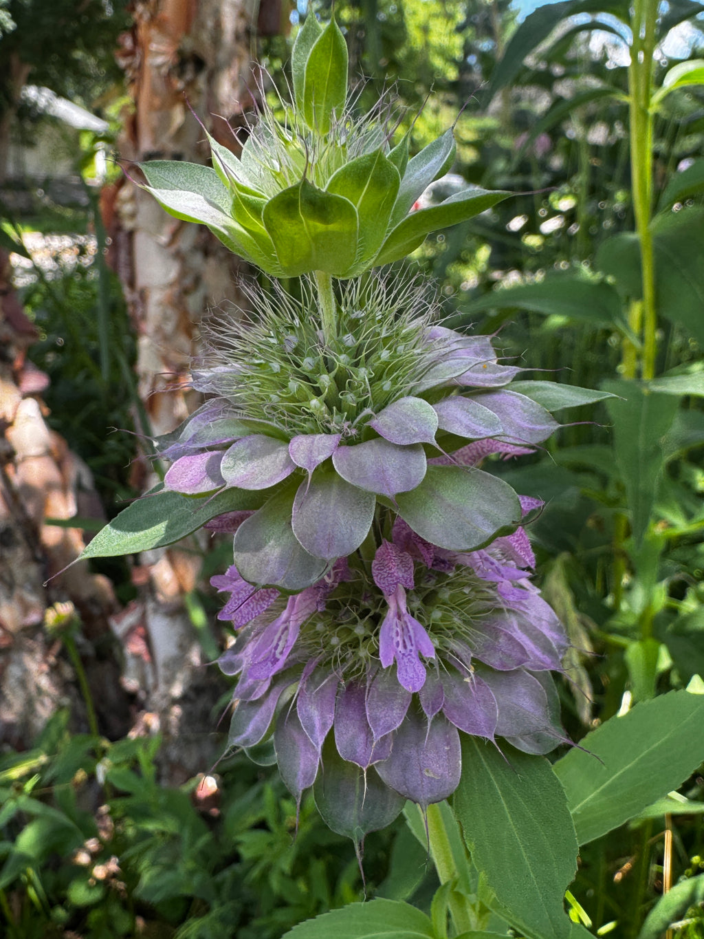 Lemon Beebalm (Monarda citriodora)