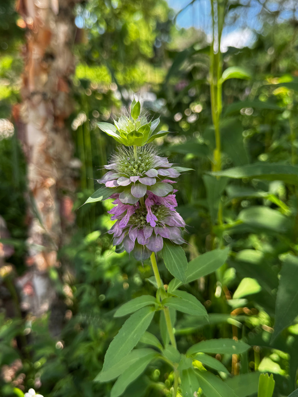 Lemon Beebalm (Monarda citriodora)
