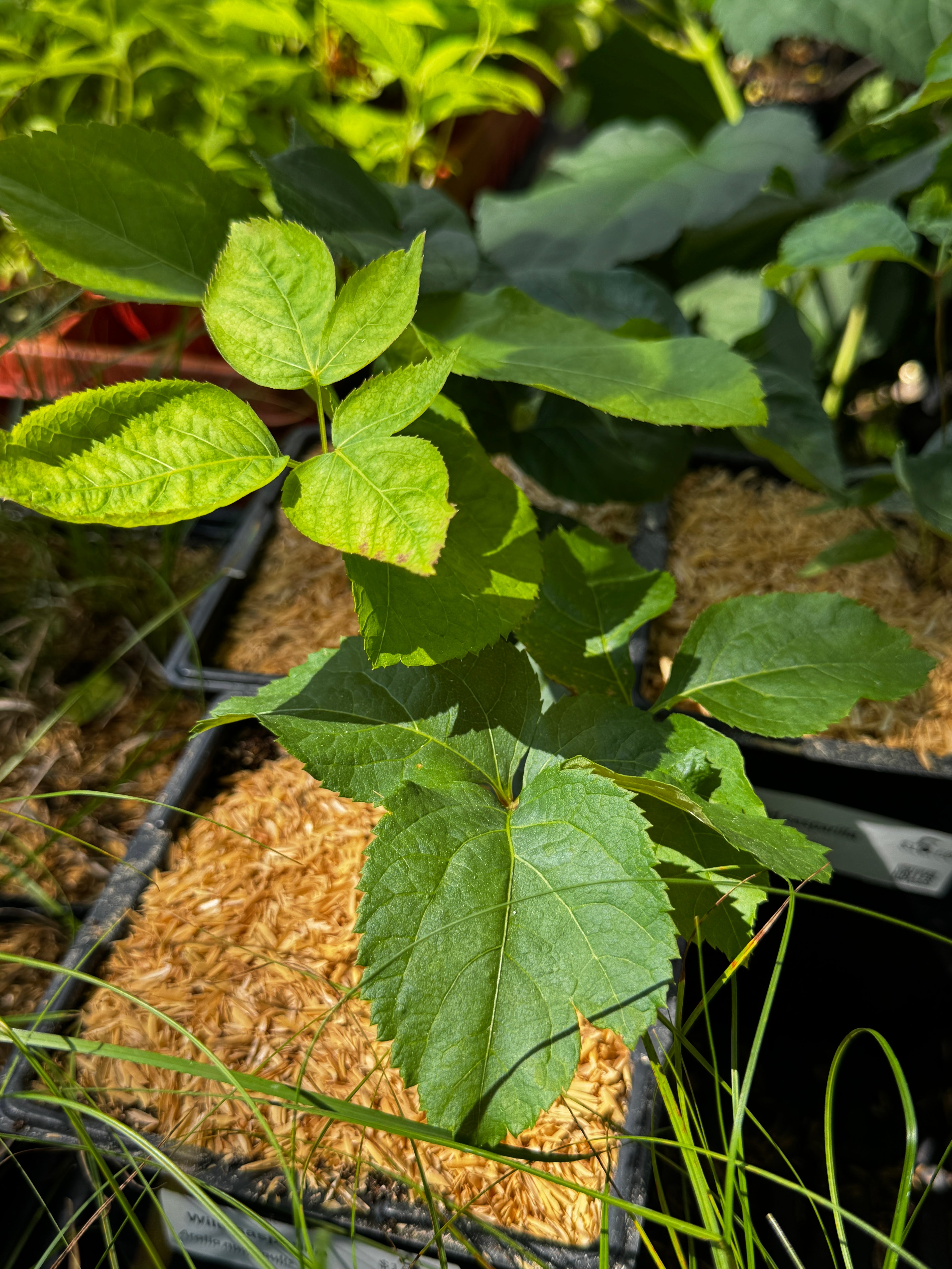 Wild Sarsaparilla (Aralia nudicaulis)