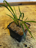 Hairy Wood Chess (Bromus Pubescens)