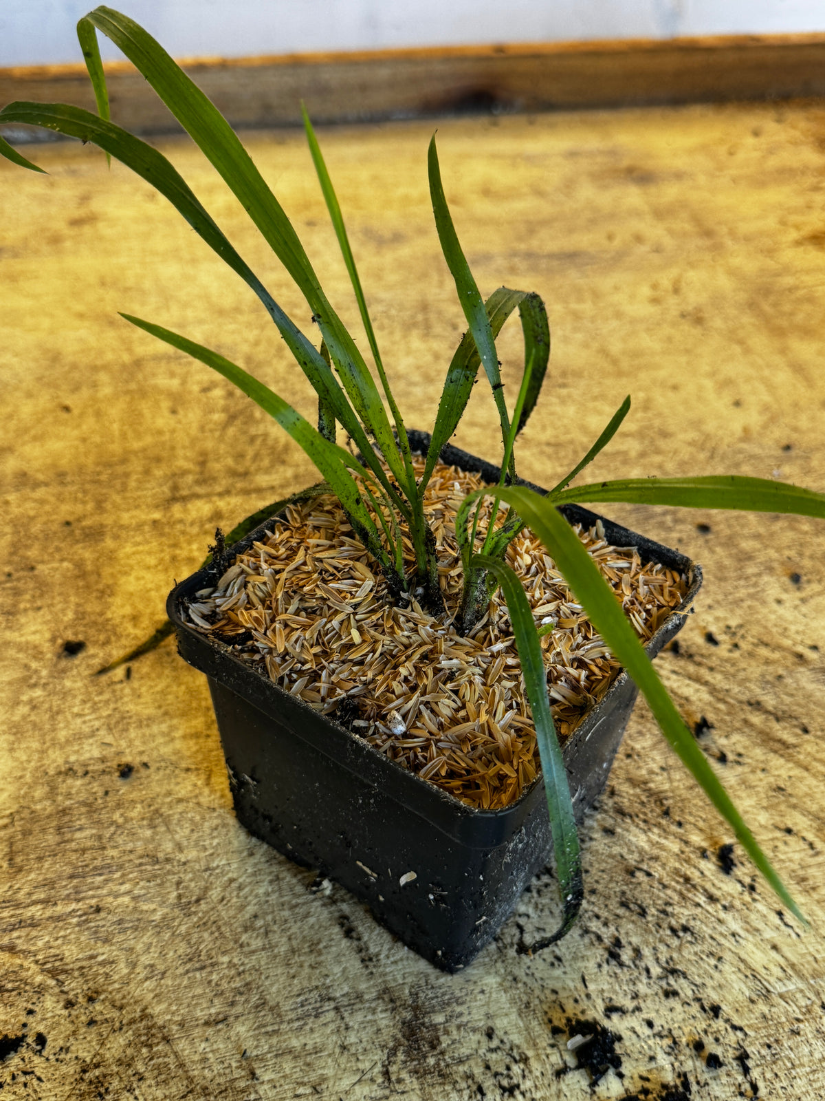 Hairy Wood Chess (Bromus Pubescens)