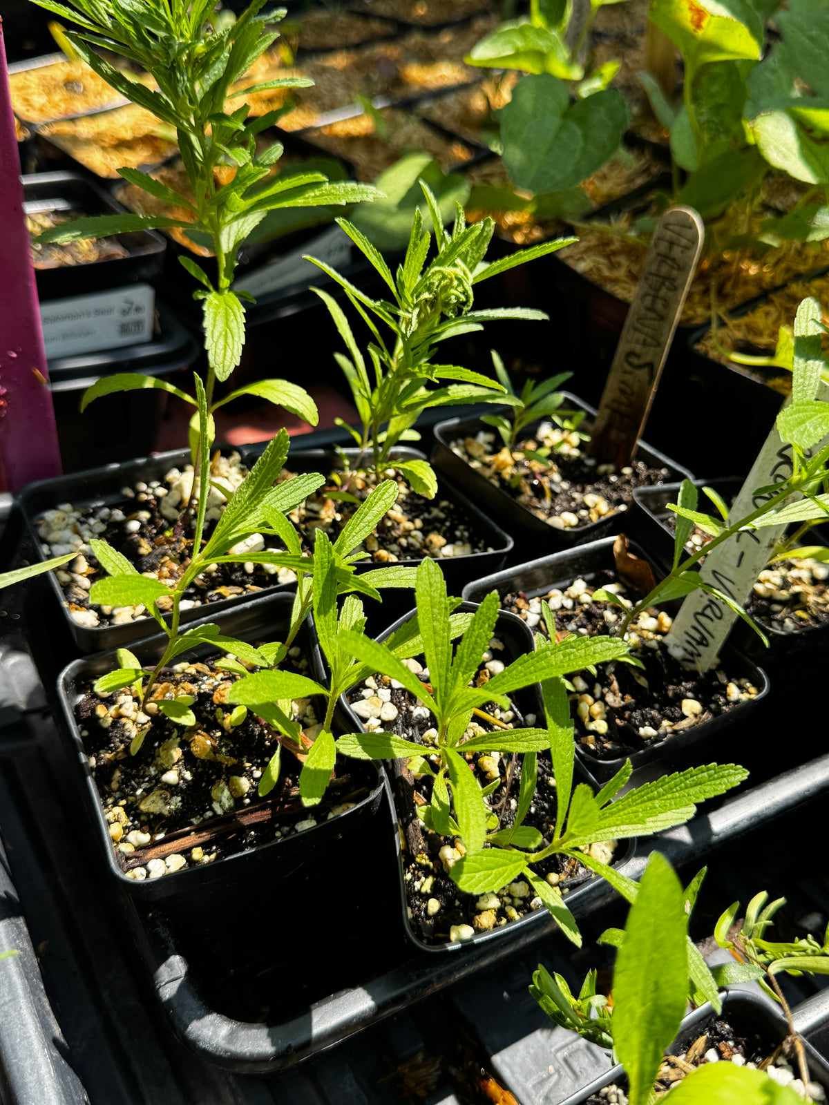 Narrow-leaved Vervain (Verbena Simplex)