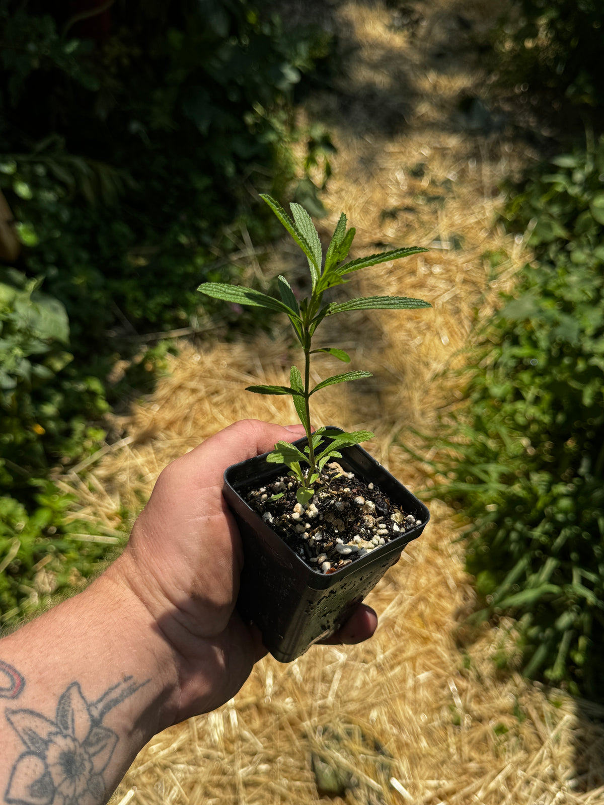 Narrow-leaved Vervain (Verbena Simplex)
