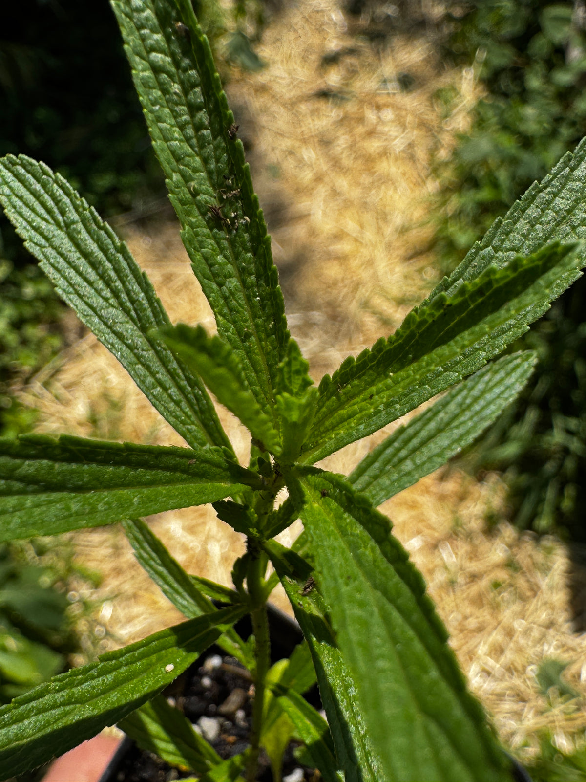 Narrow-leaved Vervain (Verbena Simplex)