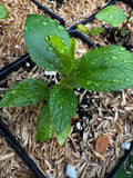 New Jersey Tea (Ceanothus Americanus)