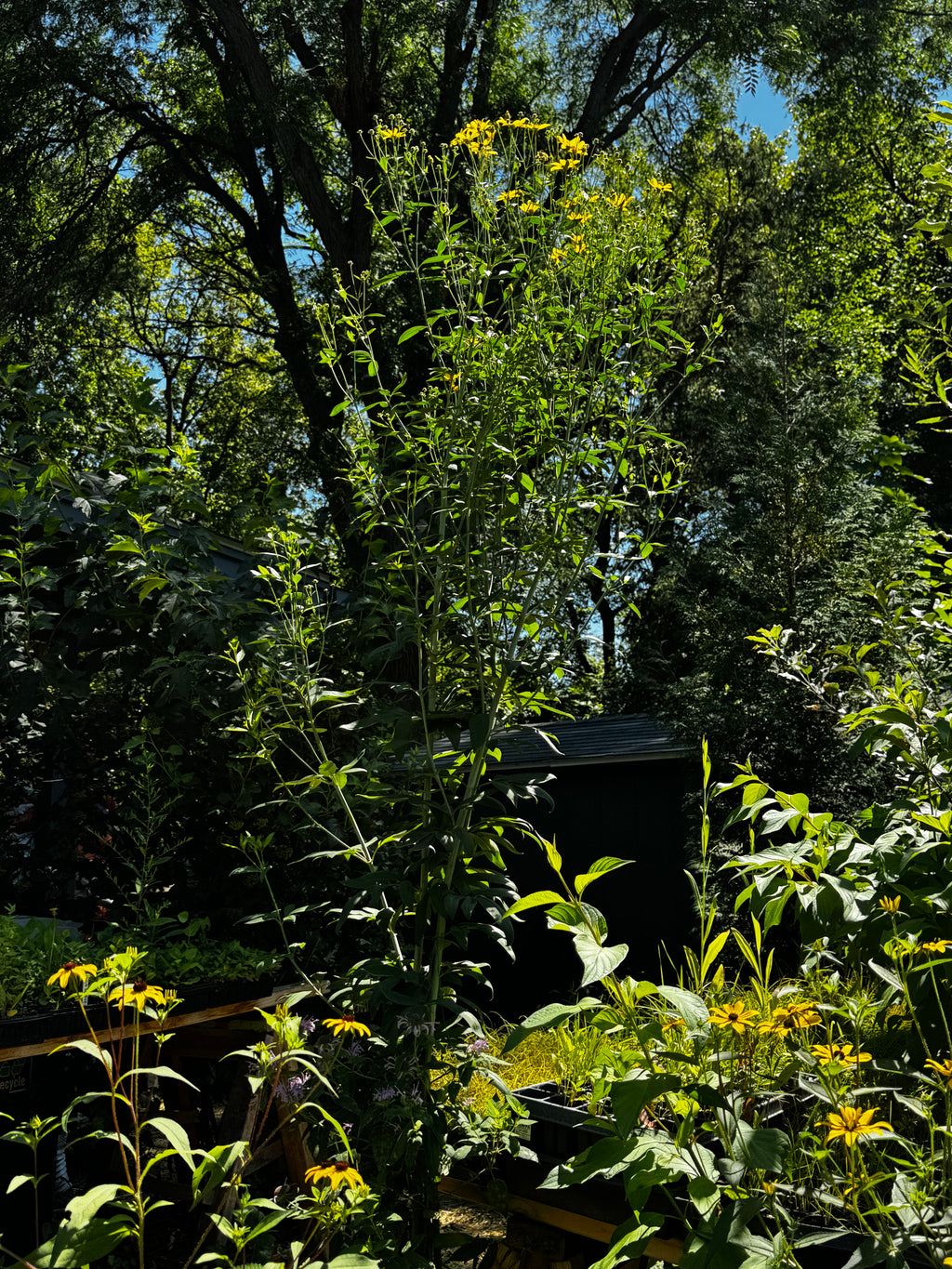 Tall Coreopsis (Coreopsis Tripteris)