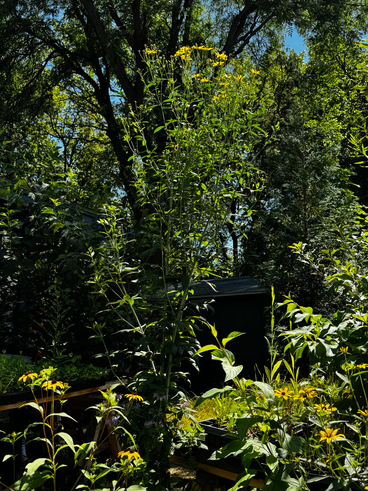 Tall Coreopsis (Coreopsis Tripteris)