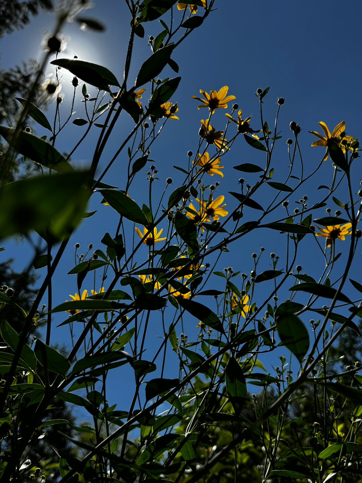 Tall Coreopsis (Coreopsis Tripteris)