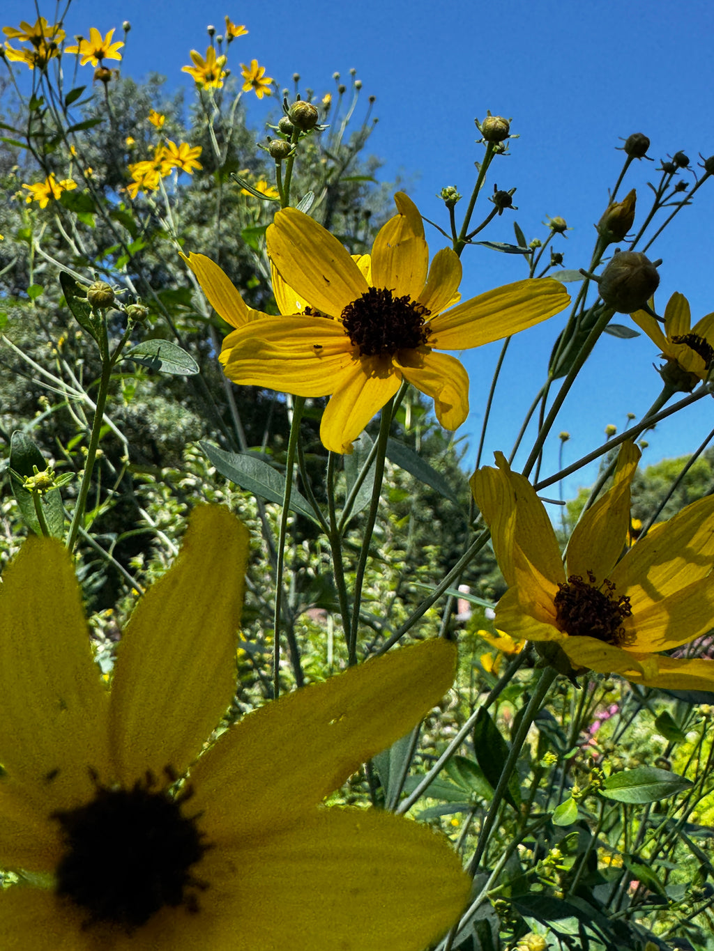 Tall Coreopsis (Coreopsis Tripteris)