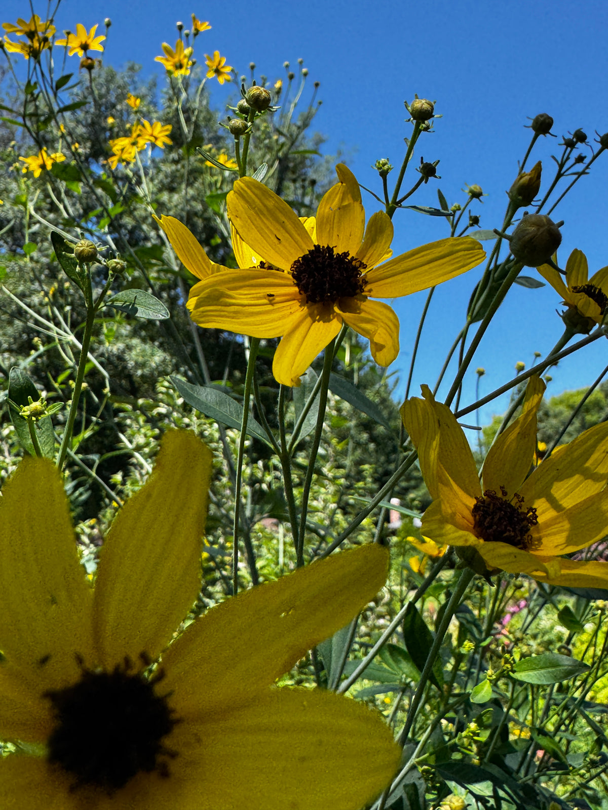 Tall Coreopsis (Coreopsis Tripteris)