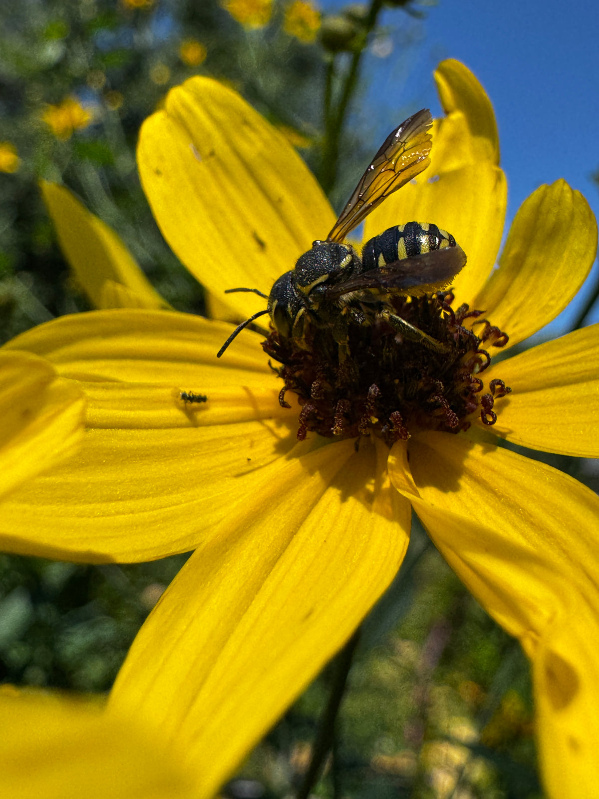 Tall Coreopsis (Coreopsis Tripteris)