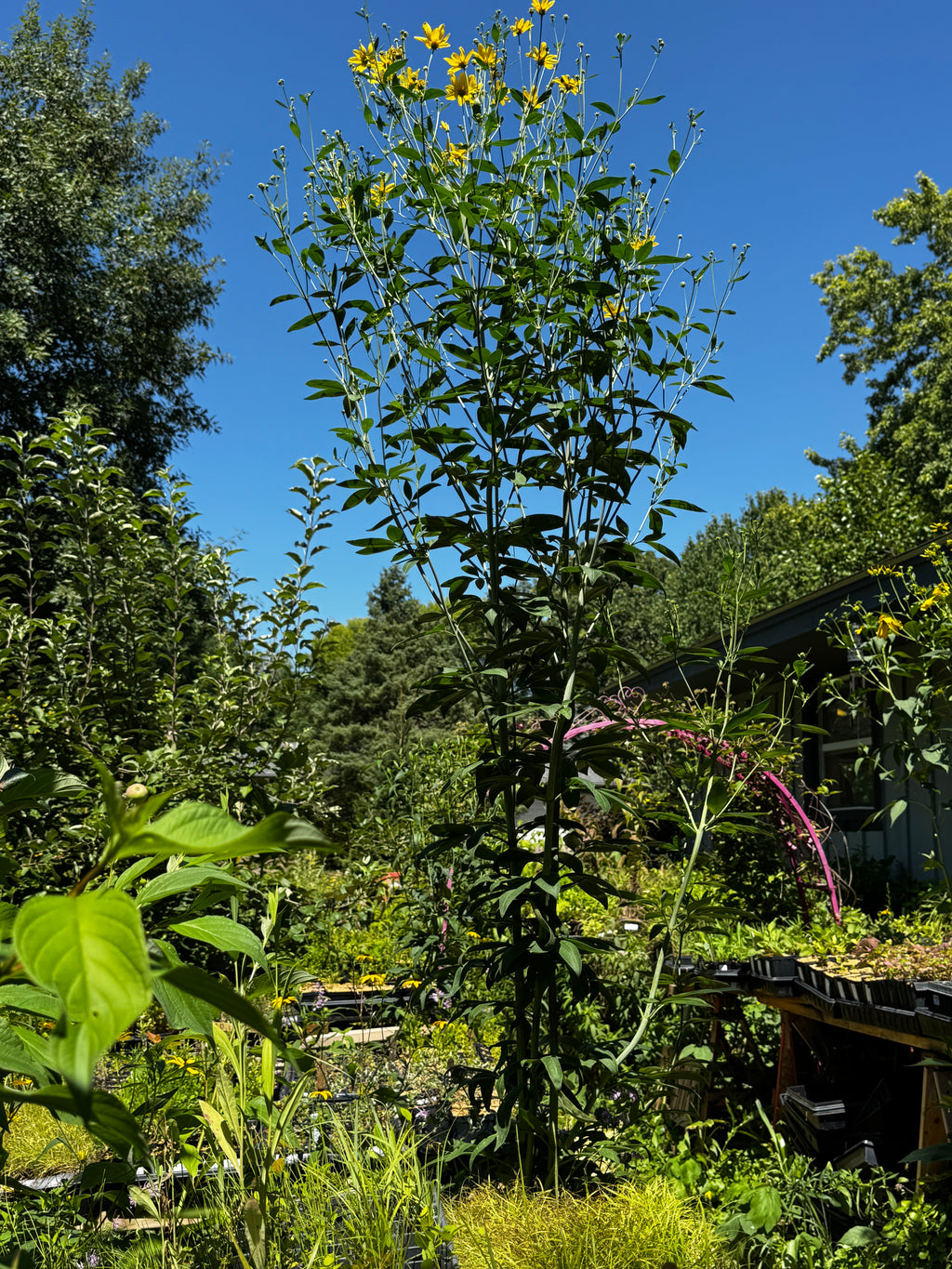 Tall Coreopsis (Coreopsis Tripteris)