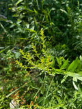 Showy Goldenrod (Solidago Speciosa)