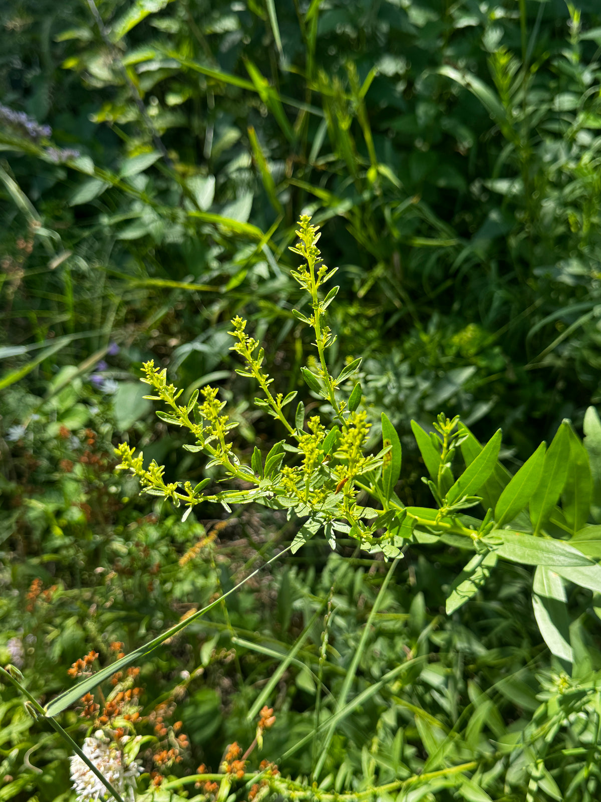 Showy Goldenrod (Solidago Speciosa)
