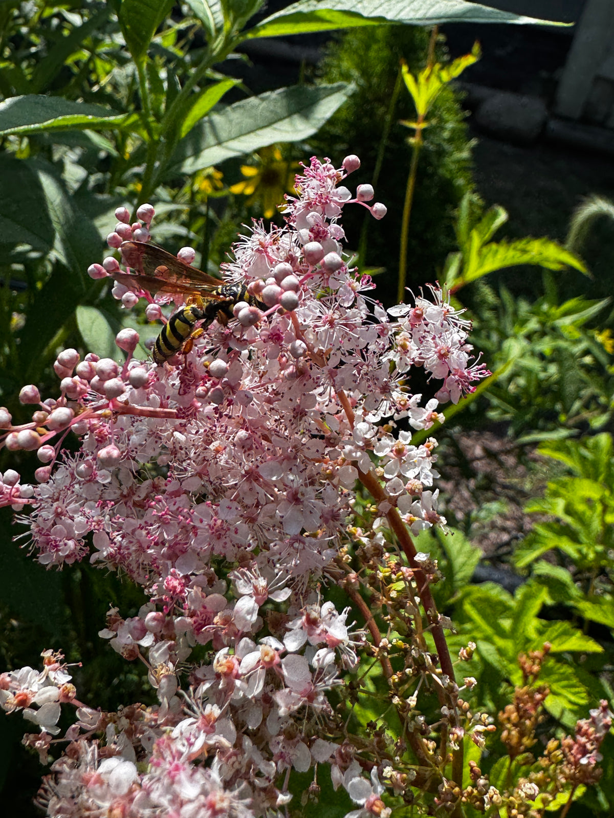 Queen-of-the-Prairie (Filipendula Rubra)