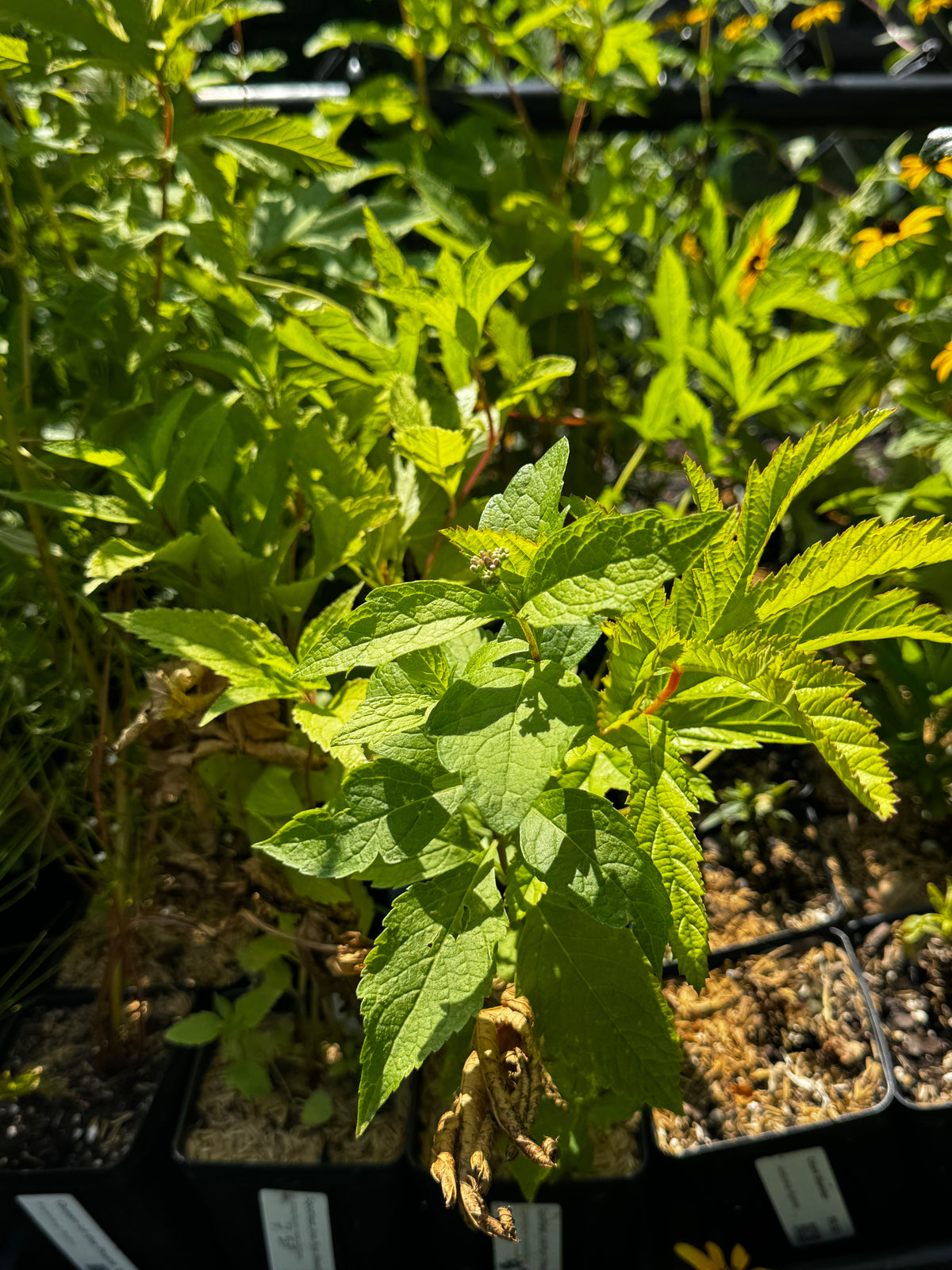 Queen-of-the-Prairie (Filipendula Rubra)