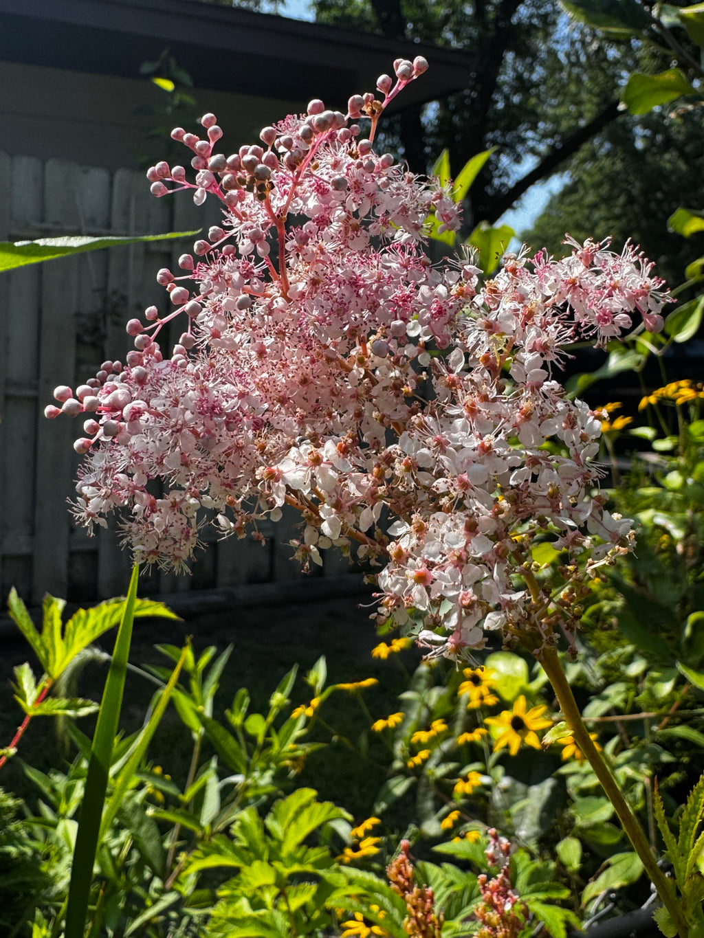 Queen-of-the-Prairie (Filipendula Rubra)