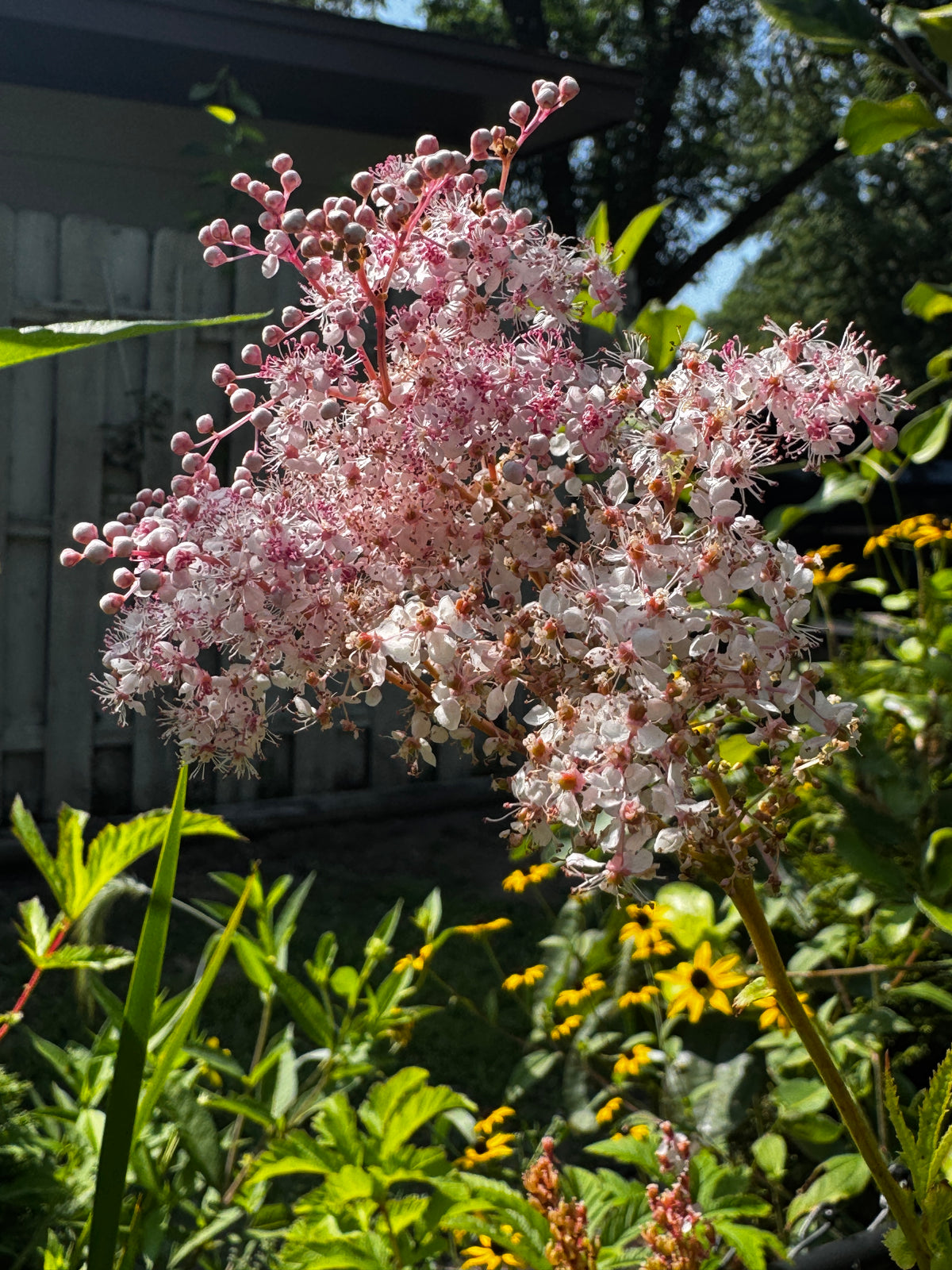 Queen-of-the-Prairie (Filipendula Rubra)