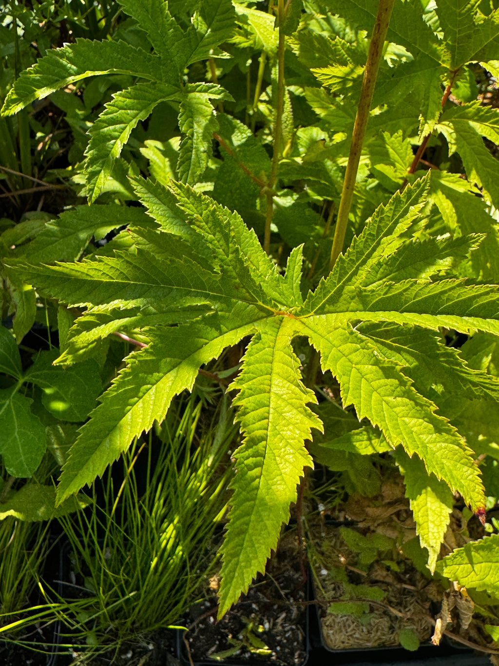 Queen-of-the-Prairie (Filipendula Rubra)