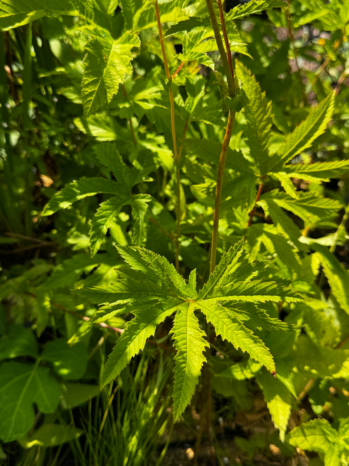 Queen-of-the-Prairie (Filipendula Rubra)