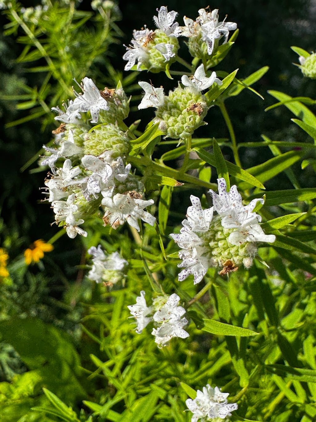 Virginia Mountain Mint (Pycnanthemum Virginianum)