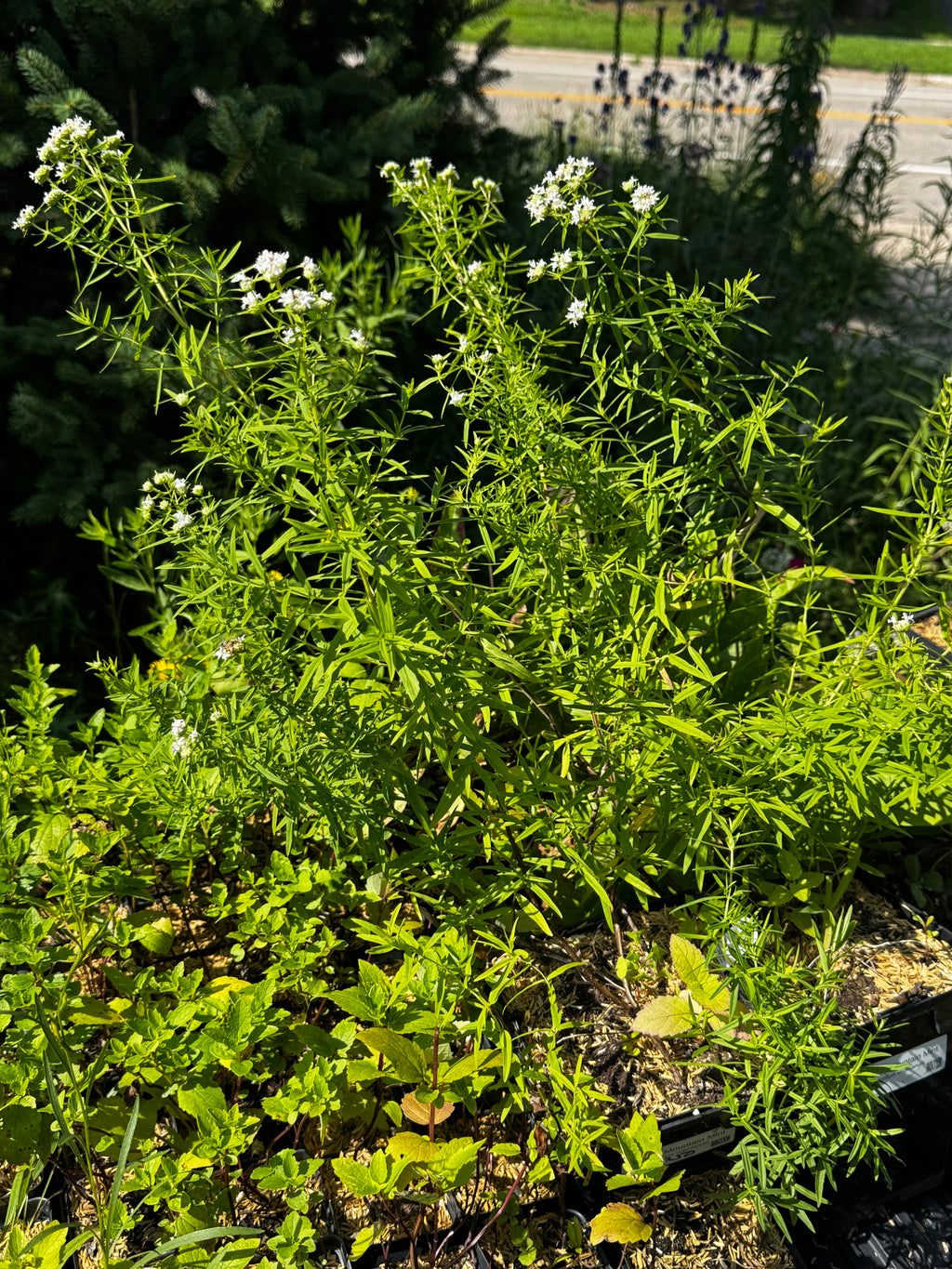 Virginia Mountain Mint (Pycnanthemum Virginianum)