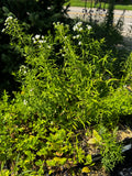 Virginia Mountain Mint (Pycnanthemum Virginianum)