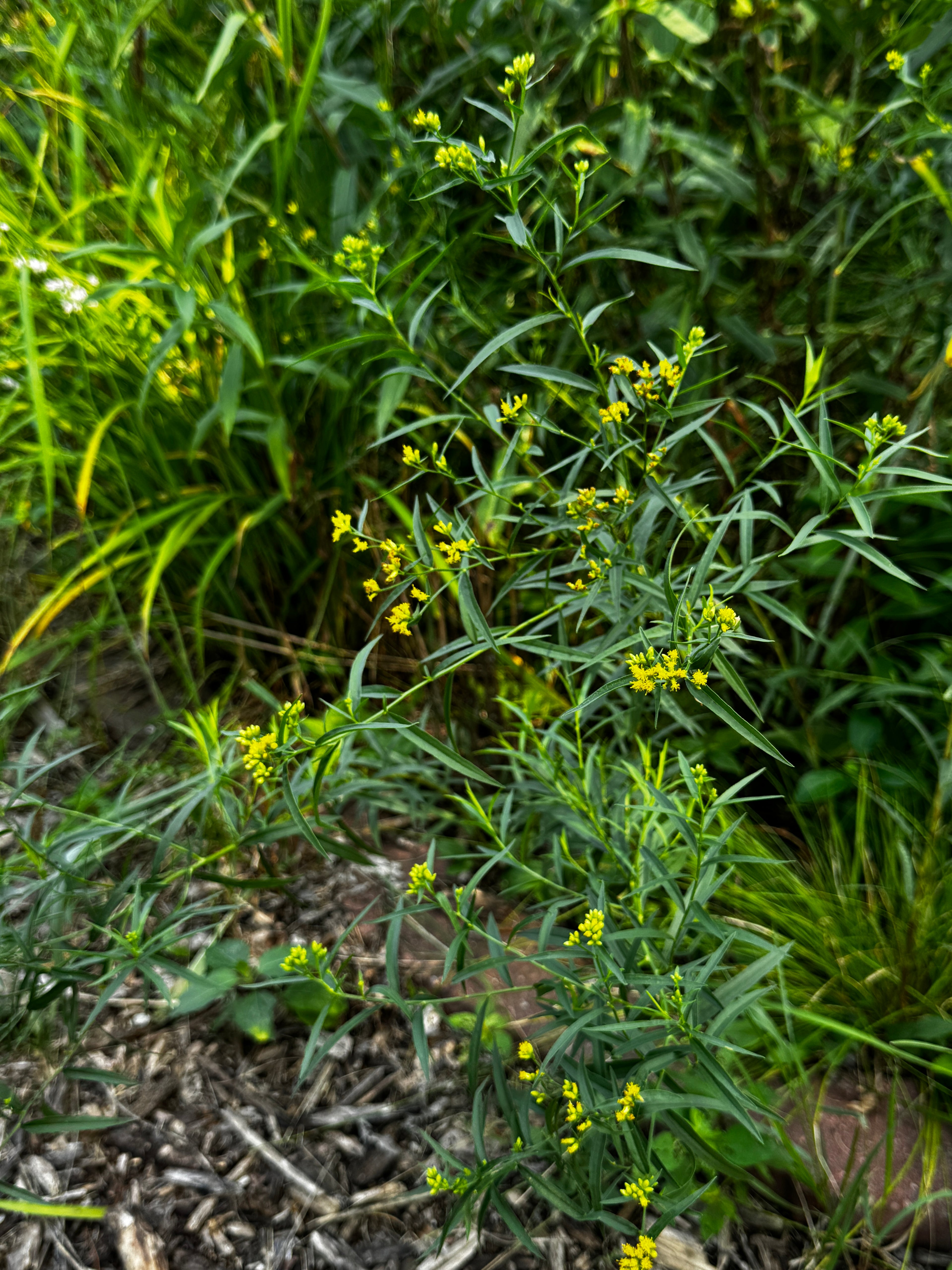 Ohio Goldenrod (Solidago ohioensis)