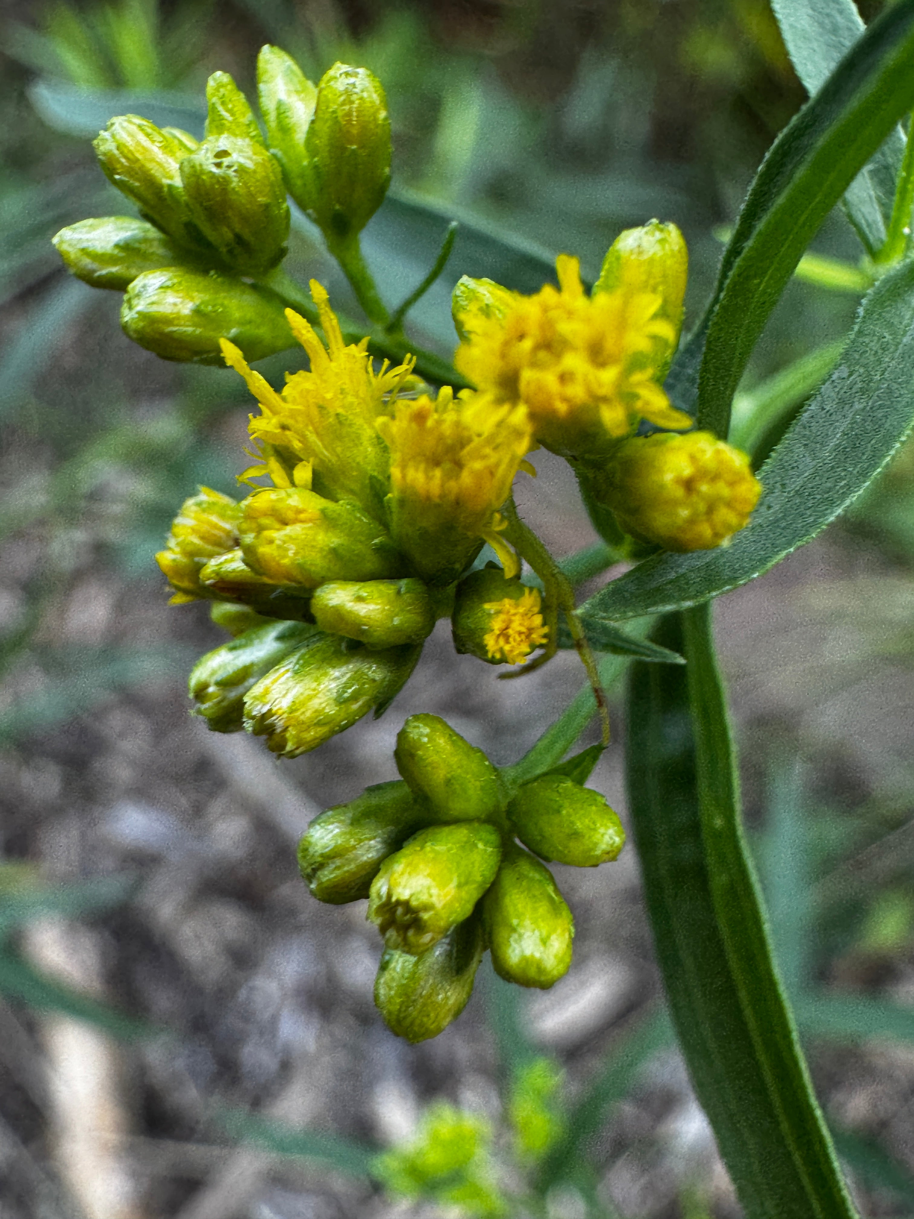 Ohio Goldenrod (Solidago ohioensis)