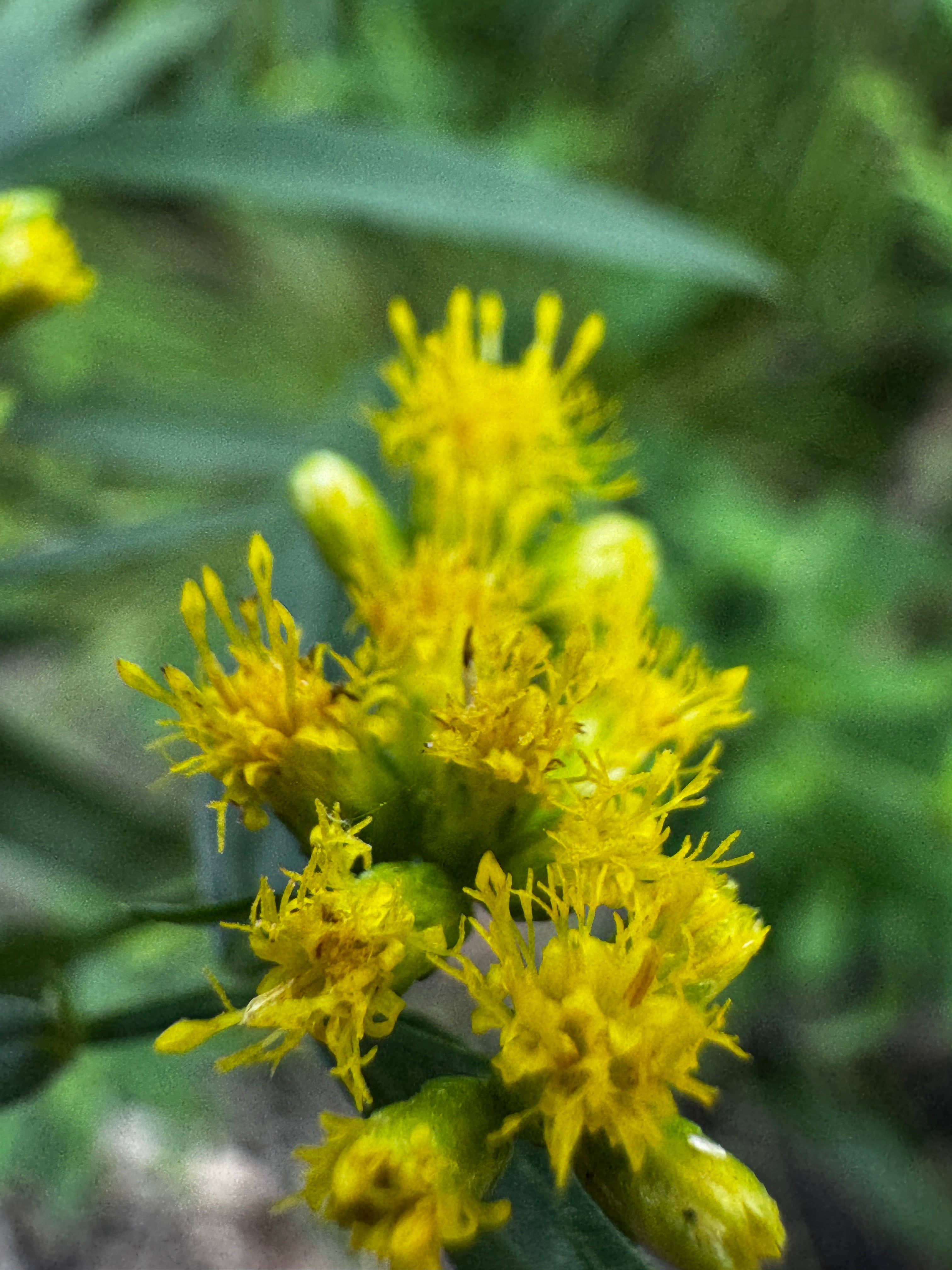 Ohio Goldenrod (Solidago ohioensis)