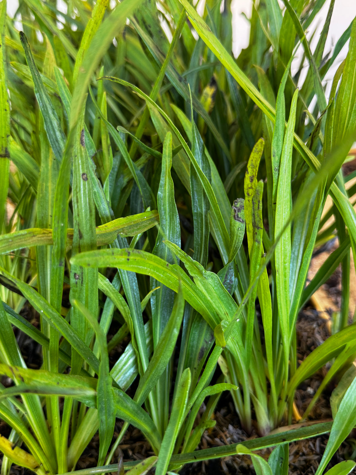 Dense Blazing Star (Liatris Spicata)
