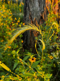 Canada Wild Rye (Elymus Canadensis)